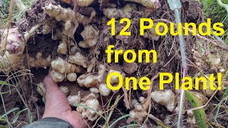 Jerusalem Artichokes are Insanely Productive!