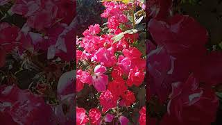 The Beauty of Red Roses #nature #roses #garden