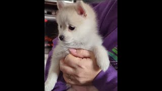 Pomsky Puppy Lilac