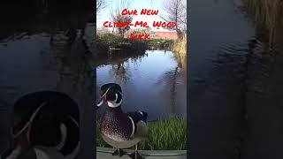 Coming Soon-My Next Client, Mr. Wood Duck, is Taking a Sneak Peak