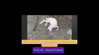 Differential Diagnosis  of diseases cause convulsion in Sheep Prof Dr Hamed Attia