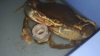 perbedaan spesies kepiting bakau, gampang sekali membedakanya!