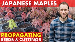 Growing Japanese Maple Trees from Seed & Rooting Cuttings (Acer Palmatum)