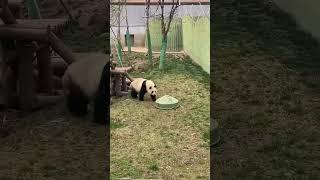 Baby Panda got stuck under a big bowl #nature #wildlife #panda #viral #বাংলা #ভাইরাল #trendingshorts