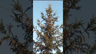 Christmas trees - pine trees #shorts # Елочки - сосеночки