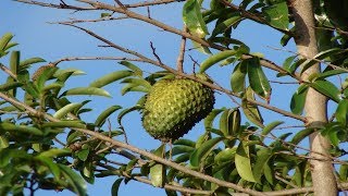 Graviola Propiedades Sanadoras 💪 Beneficios De La Graviola Para El Cancer