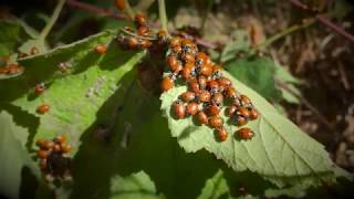 Ladybugs Galore