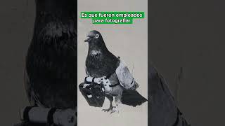 Algunas curiosidades sobre las palomas