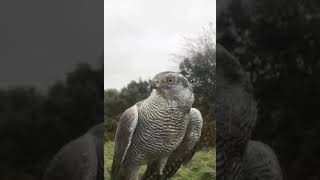 goshawk called gos