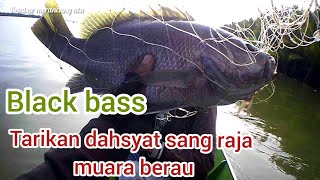 perlawanan black bass sungguh diluar dugaan || Muara usiran