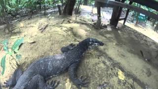 Huge monitor lizards at Puerto Princesa Underground River, Palwan