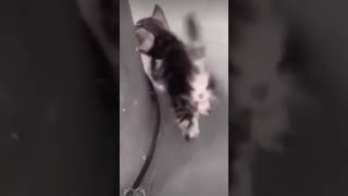 #shorts маленький котенок #video