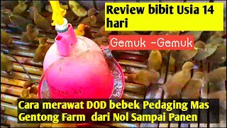 Review Perkembangan Bebek Usian 14 hari di Peternakakan Mas Gentong farm