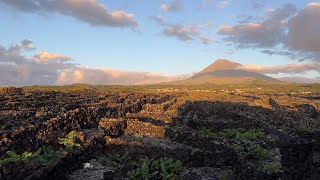 UNESCO World Heritage Wine Yards at Pico Island