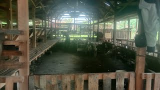 kandang kambing semi umbaran