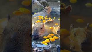 Beavers enjoy a hot bath                                #beavers