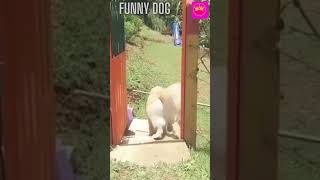 funny dog #short #funny #shortvideo #animals #😆😁💕💕😜😜