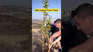 $36 Fruit Trees for Zion 🇮🇱🌳