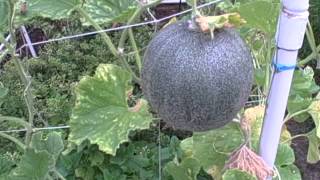 Pittman's Pumpkin Patch, Pittman's Garden Patch 2015 Part 10