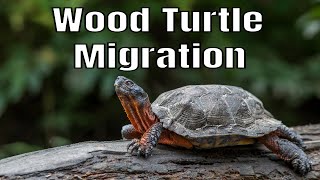 HOW WOOD TURTLES HIBERNATE