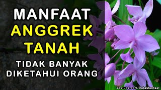 Manfaat Anggrek Tanah | Khasiat Anggrek Tanah Untuk Kesehatan Yang Tidak Banyak Diketahui Orang