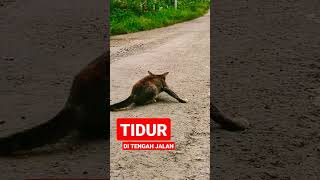 TIDUR DITENGAH JALAN #shorts #kucing #kucinglucu #kucingimut #kucingkampung #cats #istanalokajaya