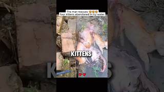 These Kittens Almost Drowned…😱 #shorts