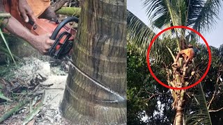 Chainsaw Tree Cutting Skills