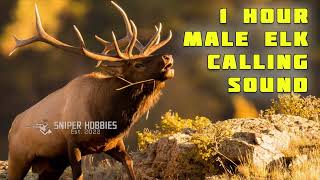 1 HOUR MALE ELK CALLING SOUND MP3