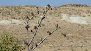 House sparrow / דרור בית