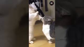 Two Cute Cats Fighting Video #shorts #cat