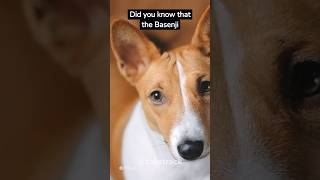 The Basenji’s Yodel🐕🐶:A Fascinating Sound