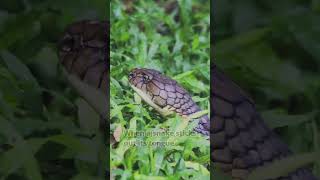 The Truth about   How snake smells?#shorts #snake #animal #youtubeshorts #youtube