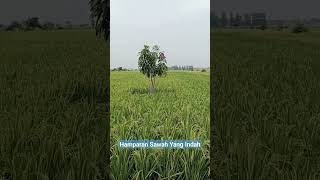 Hamparan sawah yang indah #shorts