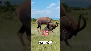 CHEETAH & HARTEBEEST: THE ULTIMATE SHOWDOWN | H2O Channel