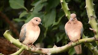 laughing dove