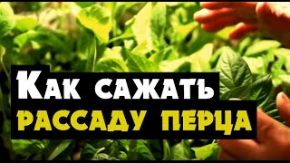 Как сажать рассаду перца в грунт в Сибири, Урале и Дальнем Востоке