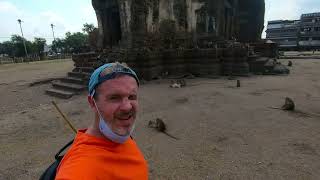 Lopburi MONKEY MAFIA's Monkey Temple  - My Office for the day