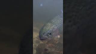 Rainbow trout underwater release. Eastatoe river SC