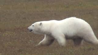 Polar bear in Deadhorse (2)