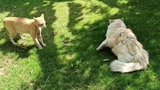 Pet cat vs stray cat 13th episode/cats fight over territory/watch with sound