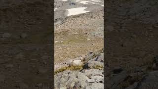 Marmot in Mt Rainier #shorts #nationalpark