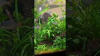 Beautiful Planted Aquarium Setup #shorts #fish #plants #viral #aquascape #trending