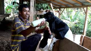 Kambing ETAWA Makan SUSUnya Sendiri #kambingEtawaSoropati #KambingEtawaKulonProgo