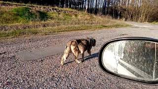 Гуляли в лесу нашли кажется волка.