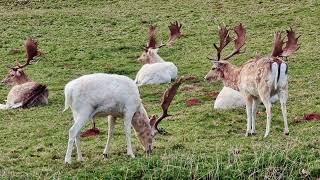 Deers & Nature Captured by Galaxy S21 Ultra @ Ashton Court Bristol عکس طبیعت با موبایل سامسونگ