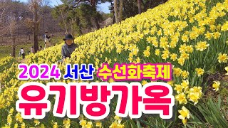 노란 수선화 지금이 딱! 놓치지마세요, 서산 유기방가옥 수선화축제, 수선화명소