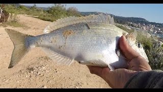 Fishing Porgy in Greece...  ψάρεμα τσιπούρας