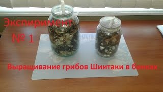 Эксперимент №1 Как выращивать грибы Шиитаке  в банках 15.01.17 Mushroom Shiitake