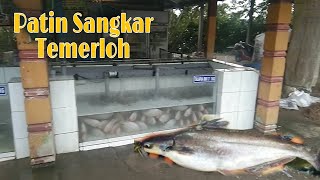 Ikan Patin Sangkar Sungai Pahang Temerloh.